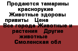 Продаются тамарины краснорукие . Животные здоровы привиты › Цена ­ 85 000 - Все города Животные и растения » Другие животные   . Смоленская обл.